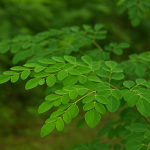 daun kelor