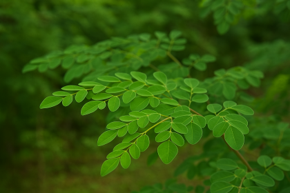 daun kelor