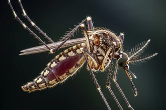 Cara Melindungi Diri dari Gigitan Nyamuk Anopheles: Tips Cegah Malaria