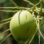 buah kelapa