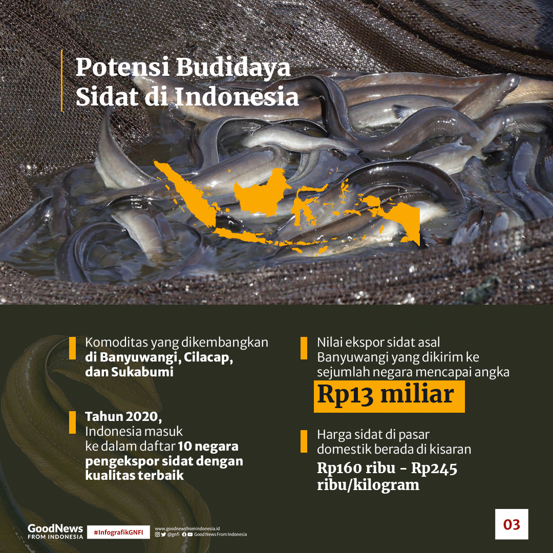 Ikan Sidat: Nutrisi Lengkap untuk Tubuh Sehat